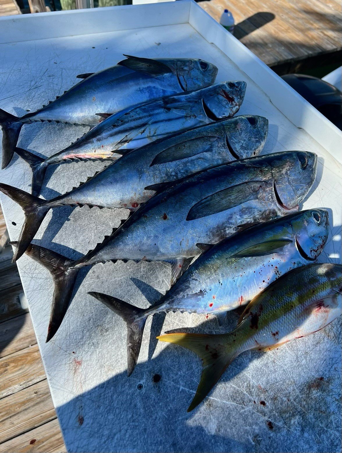 Blackfin tuna catch on the boat